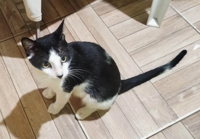 Gato ra a SRD-ViraLata idade 7 a 11 meses nome Harry Potter