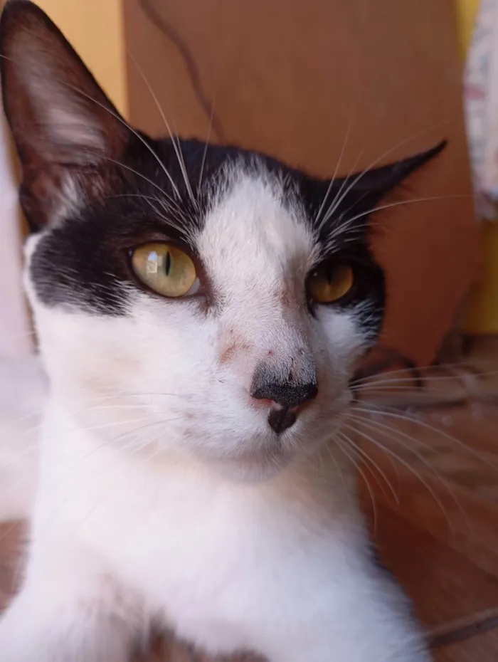 Gato ra a SRD-ViraLata idade 7 a 11 meses nome Harry Potter