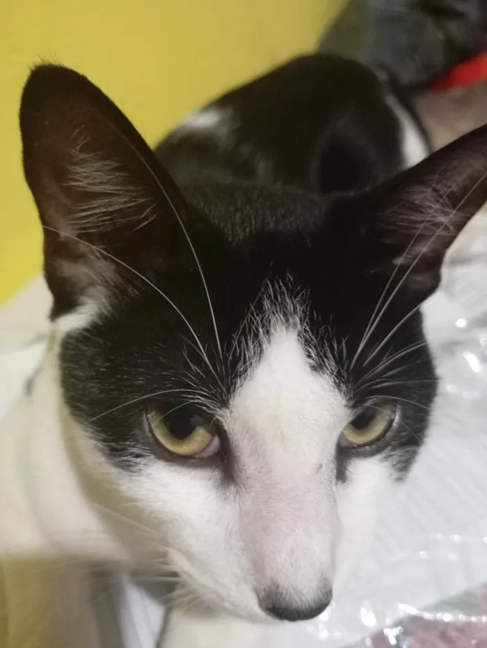 Gato ra a SRD-ViraLata idade 7 a 11 meses nome Harry Potter