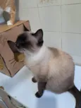 Tamara 