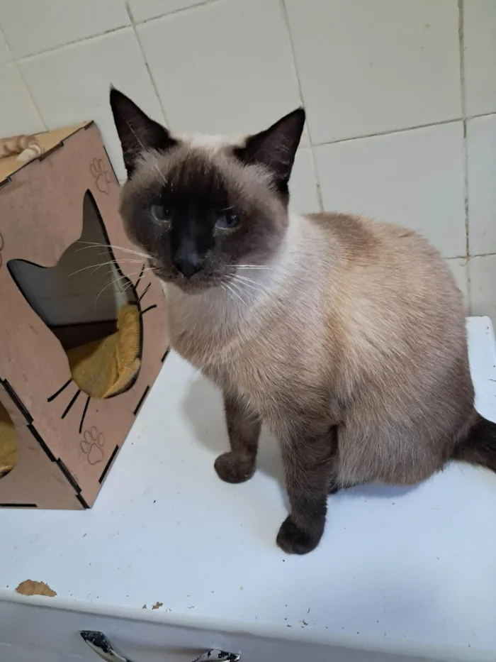 Gato ra a SRD-ViraLata idade 2 anos nome Tamara 