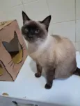 Tamara 