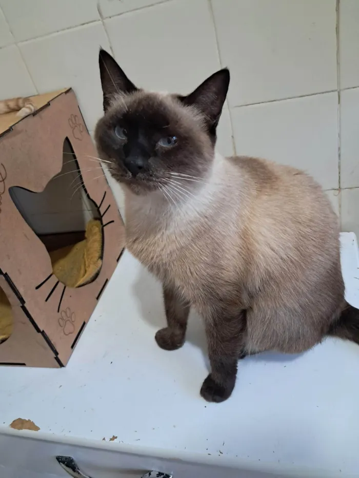 Gato ra a SRD-ViraLata idade 2 anos nome Tamara 