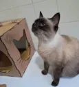 Tamara 