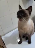 Tamara 