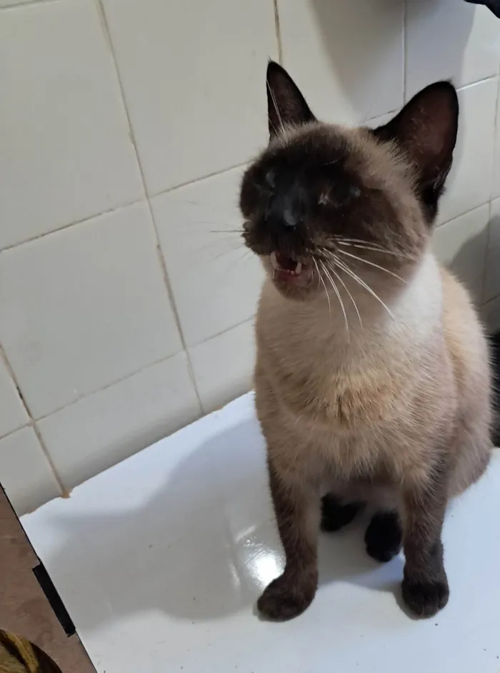 Gato ra a SRD-ViraLata idade 2 anos nome Tamara 