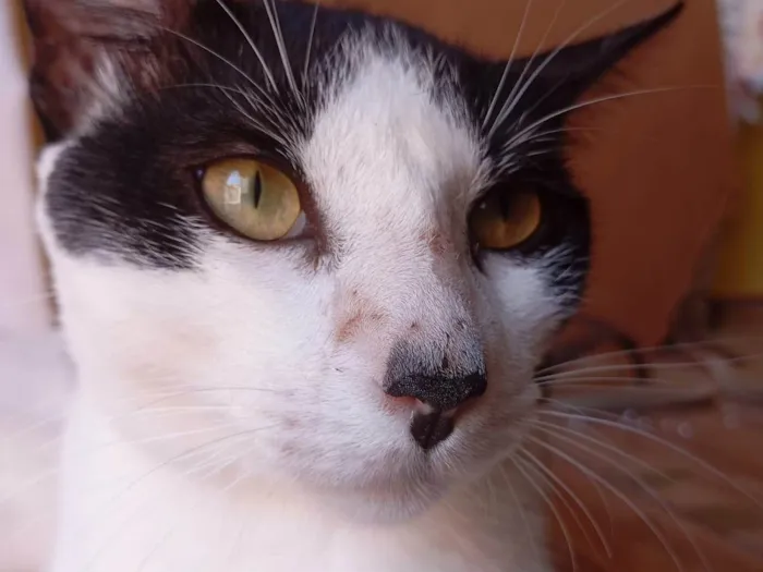 Gato ra a SRD-ViraLata idade 7 a 11 meses nome Harry Potter