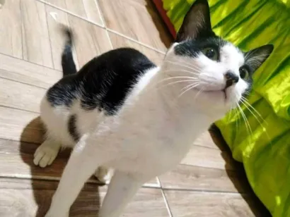 Gato raça SRD-ViraLata idade 7 a 11 meses nome Harry Potter
