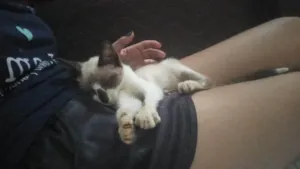 Gato raça Siamês idade 2 a 6 meses nome Marrie