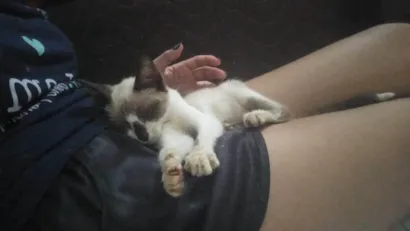 Gato raça Siamês idade 2 a 6 meses nome Marrie