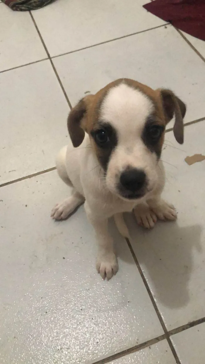 Cachorro ra a São Bernardo idade 2 a 6 meses nome Branquinha 
