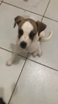Branquinha