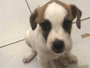 Cachorro raça São Bernardo idade 2 a 6 meses nome Branquinha 