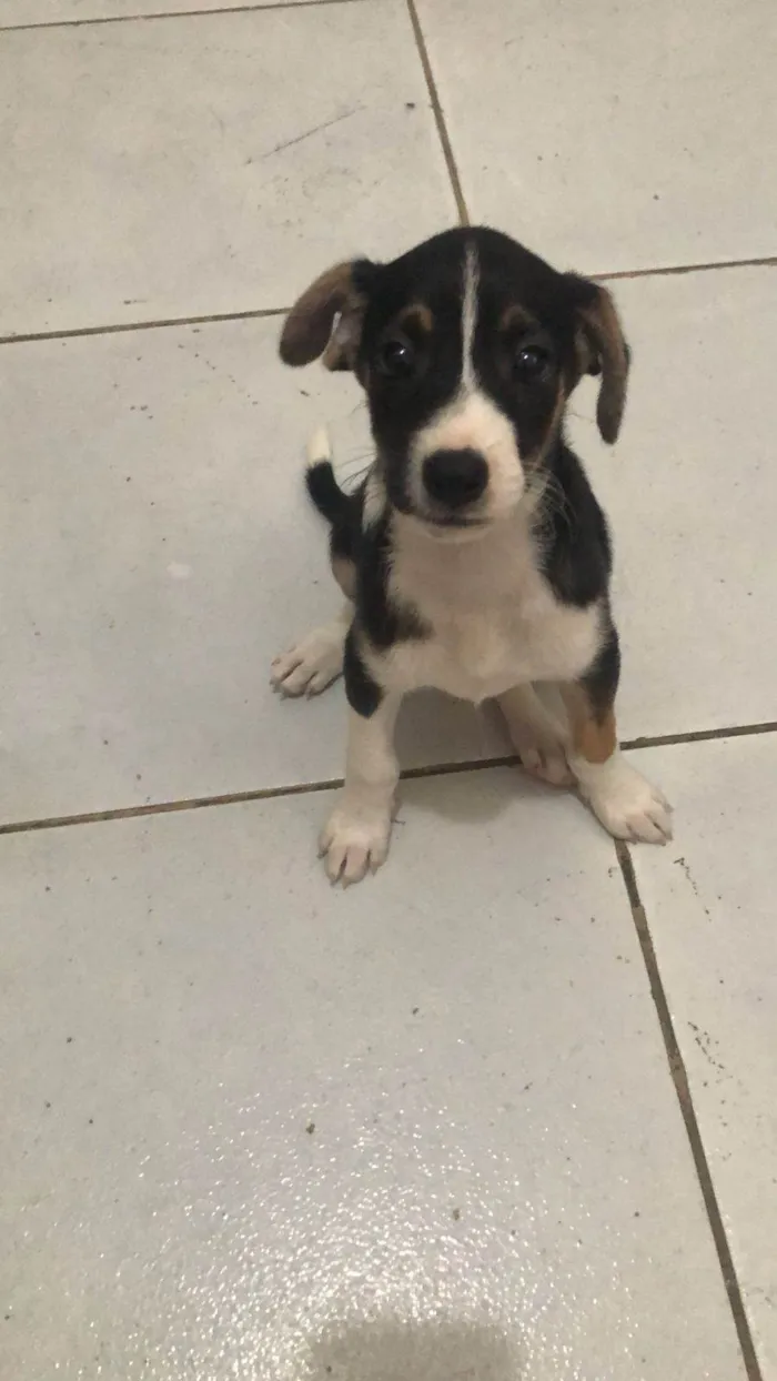 Cachorro ra a São Bernardo idade 2 a 6 meses nome Zé 