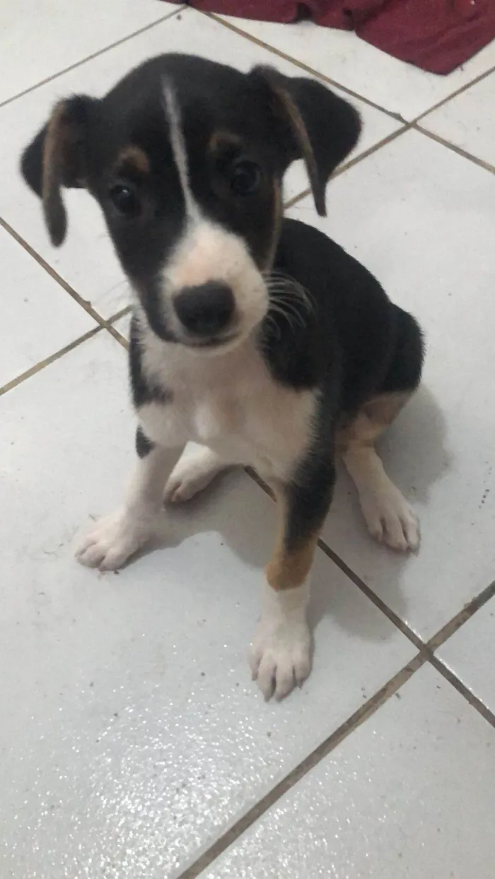 Cachorro ra a São Bernardo idade 2 a 6 meses nome Zé 
