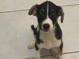 Cachorro raça São Bernardo idade 2 a 6 meses nome Zé 