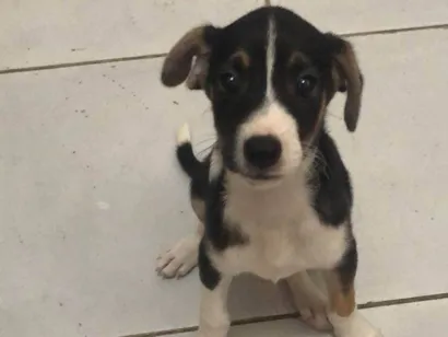 Cachorro raça São Bernardo idade 2 a 6 meses nome Zé 