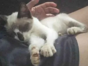 Gato raça Siamês idade 2 a 6 meses nome Marrie