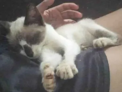 Gato raça Siamês idade 2 a 6 meses nome Marrie