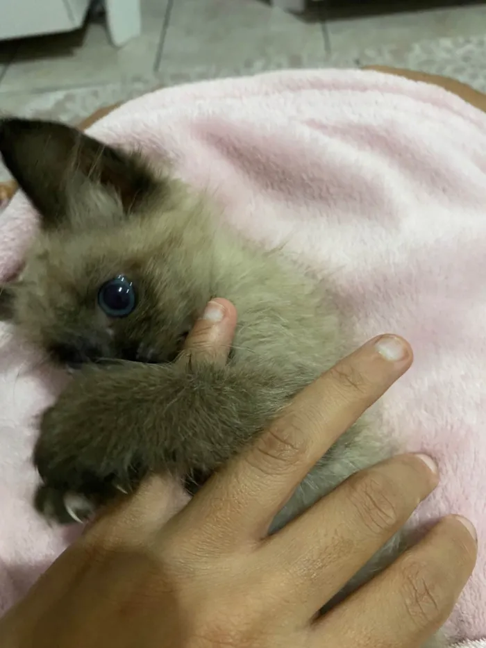 Gato ra a SRD-ViraLata idade 2 a 6 meses nome Luna 