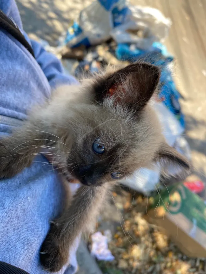Gato ra a SRD-ViraLata idade 2 a 6 meses nome Luna 