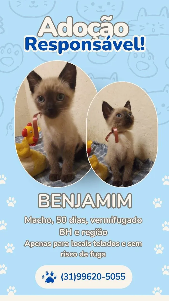 Gato ra a Siamês idade Abaixo de 2 meses nome BENJAMIM