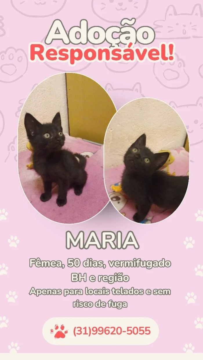 Gato ra a SRD-ViraLata idade Abaixo de 2 meses nome Maria