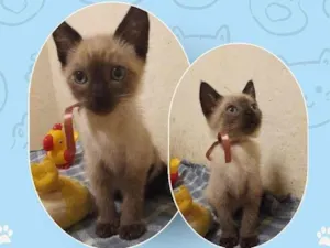 Gato raça Siamês idade Abaixo de 2 meses nome BENJAMIM