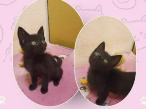 Gato raça SRD-ViraLata idade Abaixo de 2 meses nome Maria