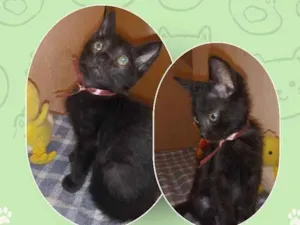 Gato raça SRD-ViraLata idade Abaixo de 2 meses nome Samuel