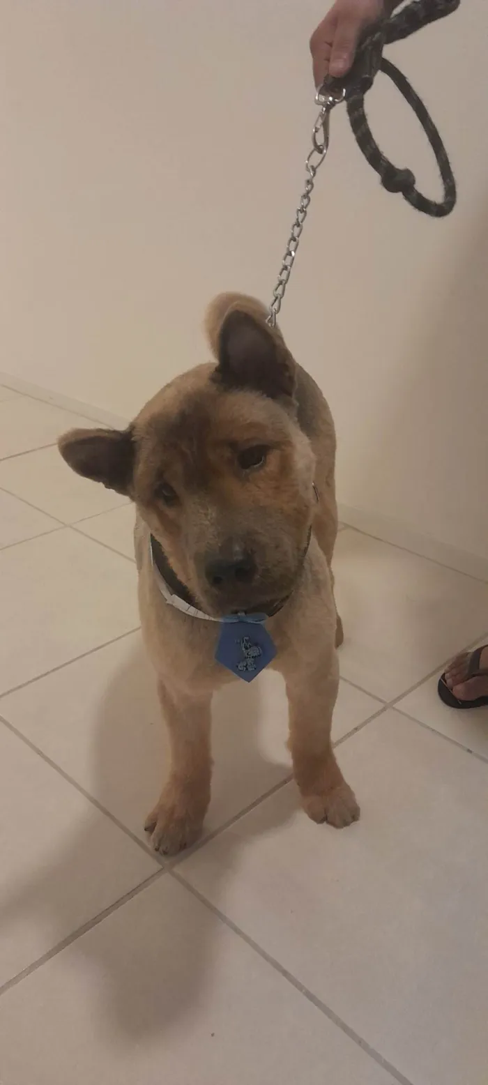 Cachorro ra a Chow Chow idade 4 anos nome Zeus 
