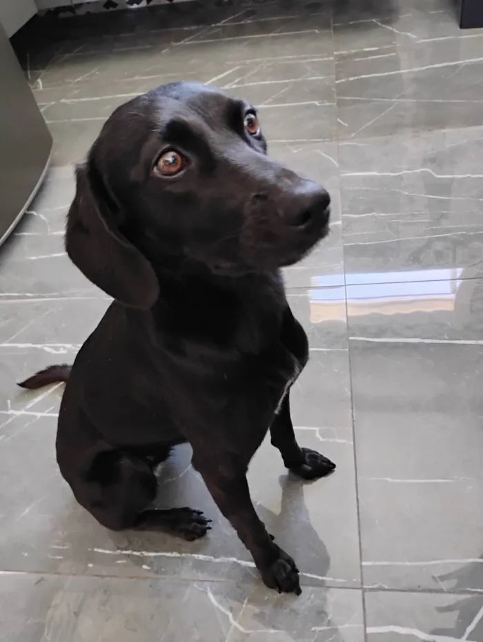 Cachorro ra a SRD-ViraLata idade 1 ano nome Nina