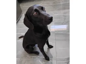 Cachorro raça SRD-ViraLata idade 1 ano nome Nina