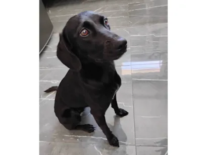 Cachorro raça SRD-ViraLata idade 1 ano nome Nina