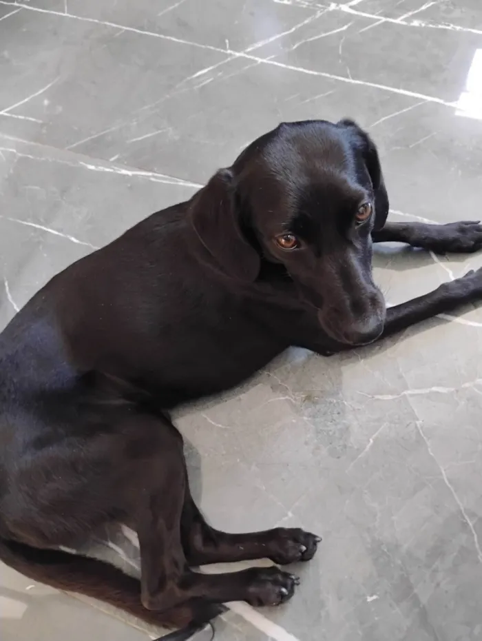 Cachorro ra a SRD-ViraLata idade 1 ano nome Nina