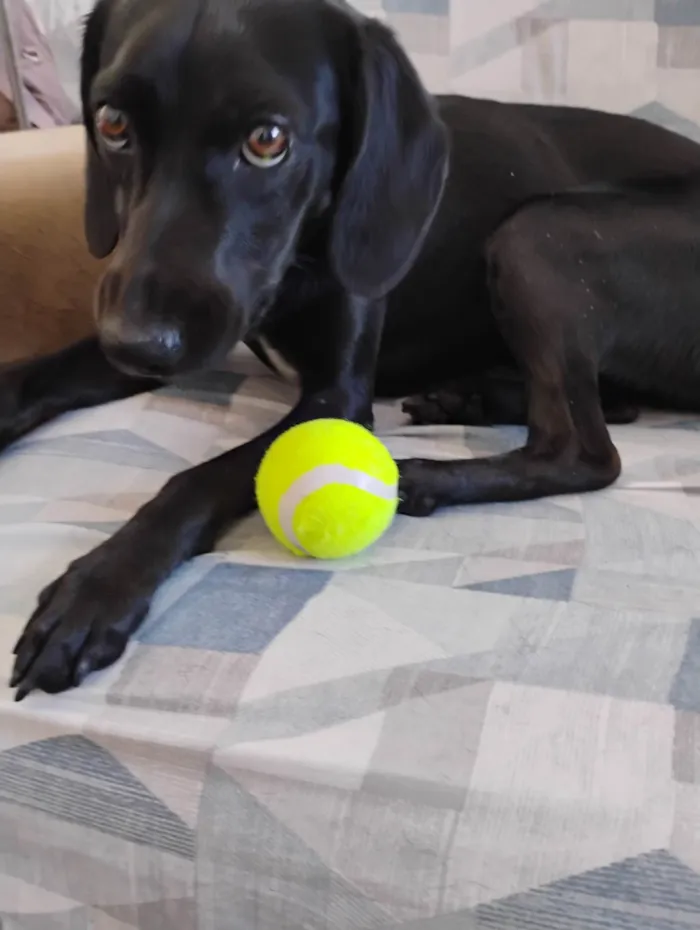 Cachorro ra a SRD-ViraLata idade 1 ano nome Nina