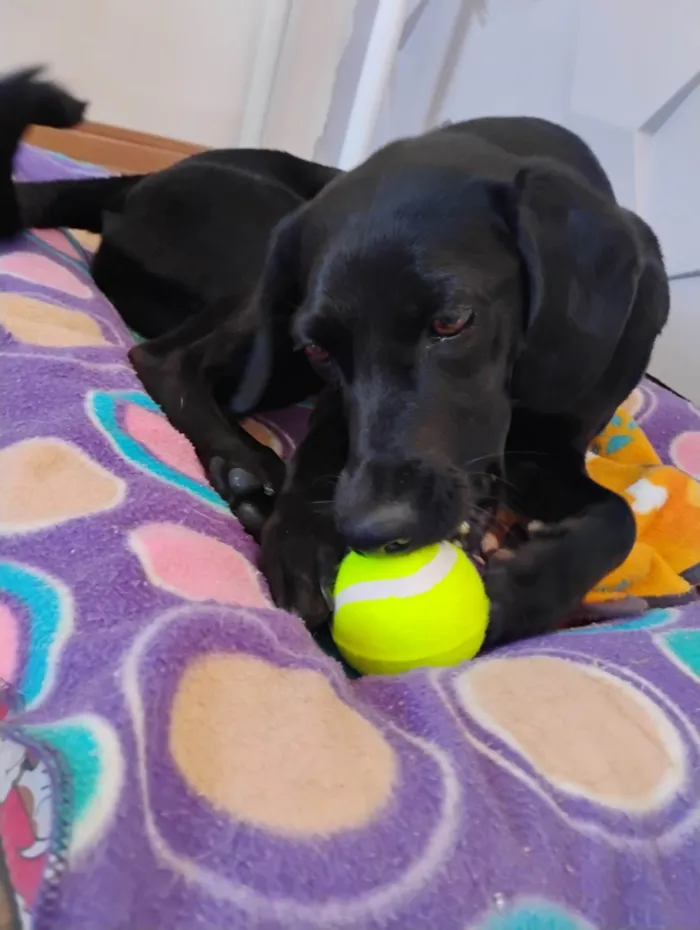 Cachorro ra a SRD-ViraLata idade 1 ano nome Nina