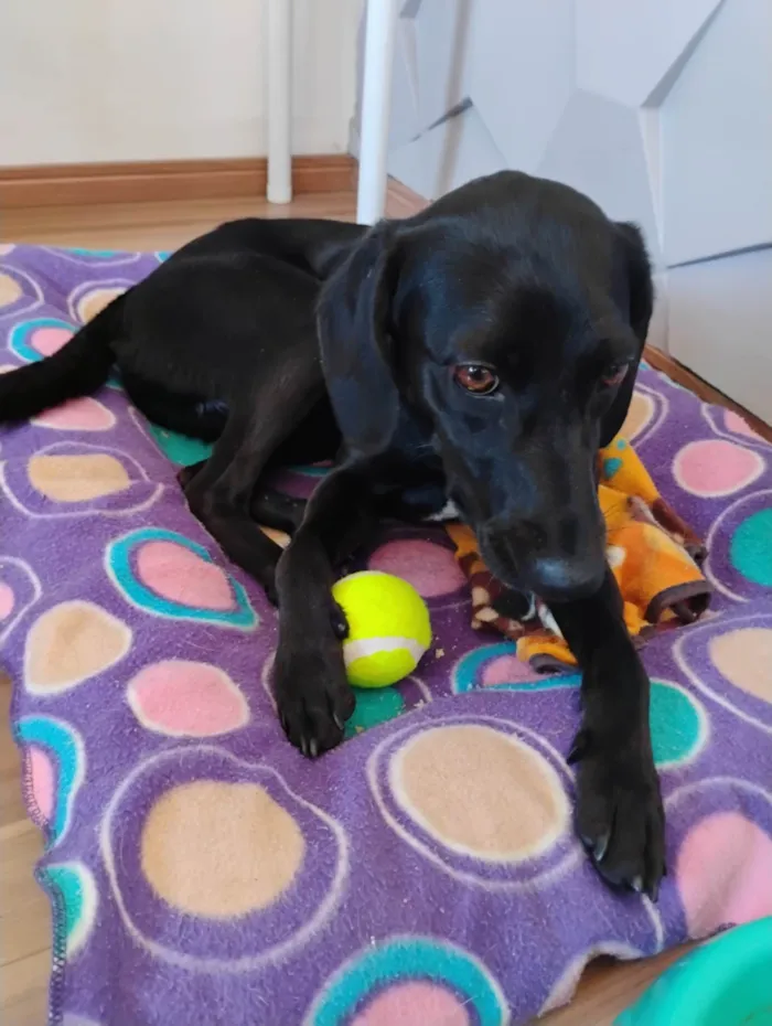 Cachorro ra a SRD-ViraLata idade 1 ano nome Nina