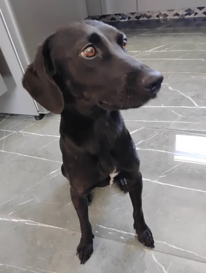 Cachorro ra a SRD-ViraLata idade 1 ano nome Nina