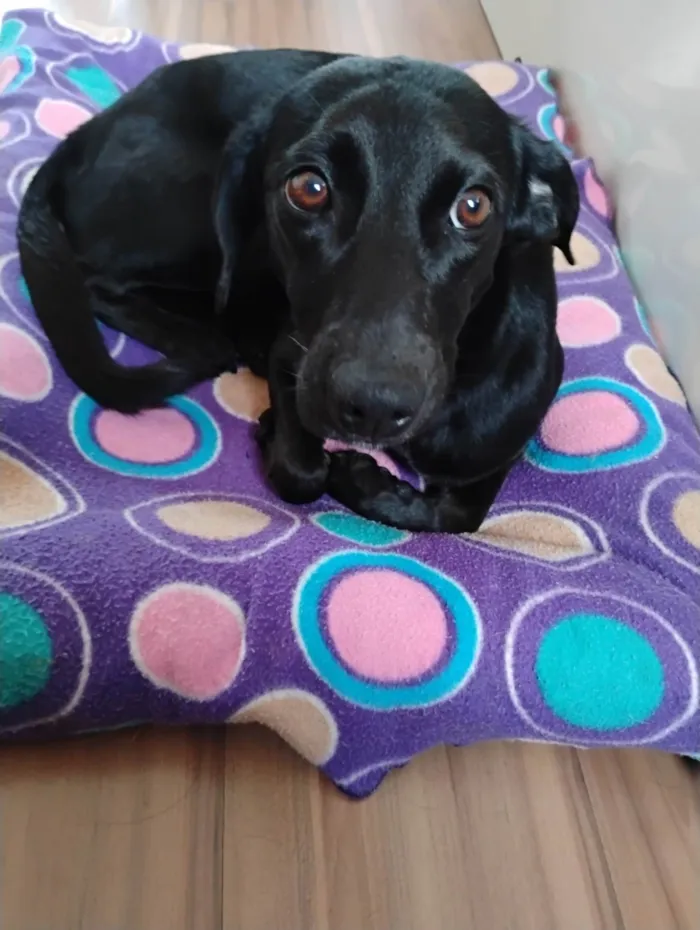 Cachorro ra a SRD-ViraLata idade 1 ano nome Nina