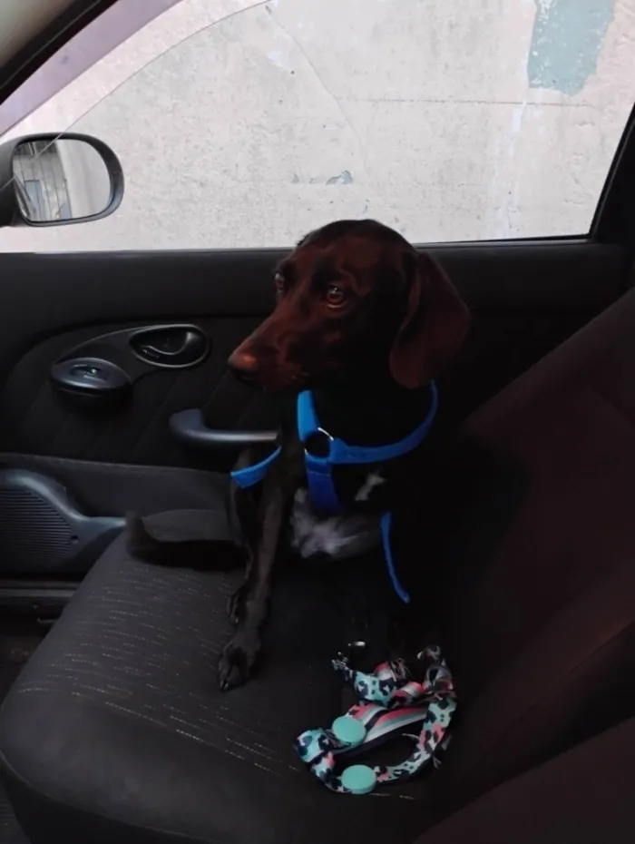 Cachorro ra a SRD-ViraLata idade 1 ano nome Nina