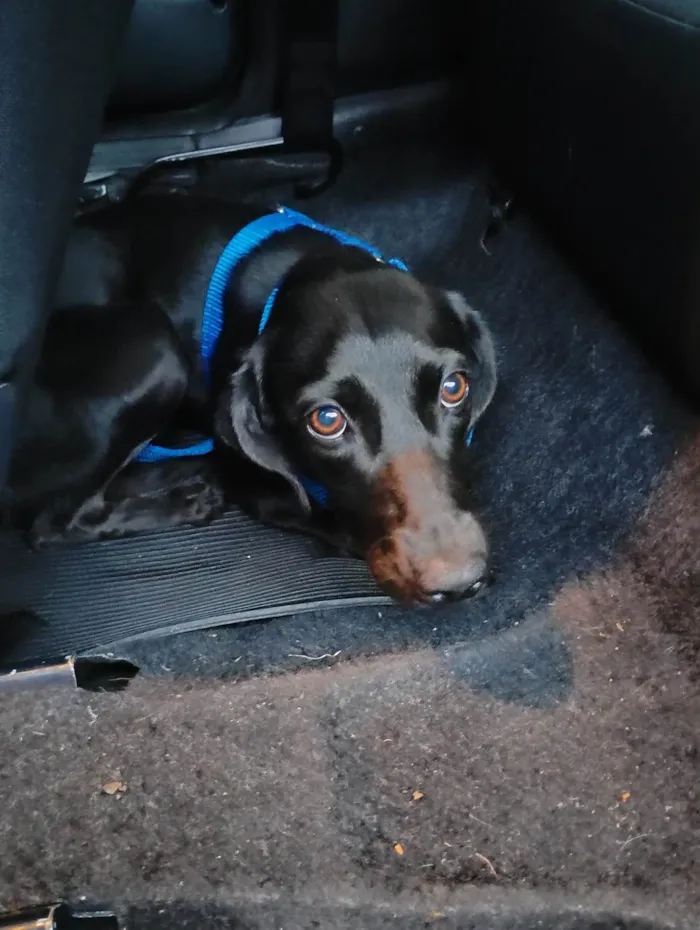 Cachorro ra a SRD-ViraLata idade 1 ano nome Nina