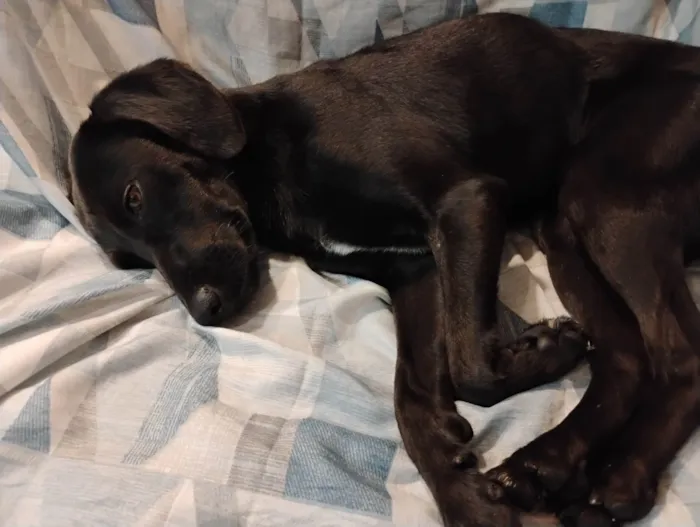 Cachorro ra a SRD-ViraLata idade 1 ano nome Nina