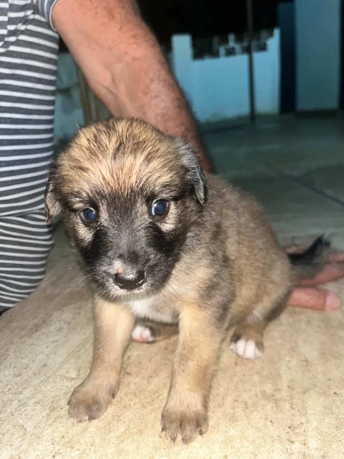 Cachorro ra a SRD-ViraLata idade Abaixo de 2 meses nome SEM NOMES