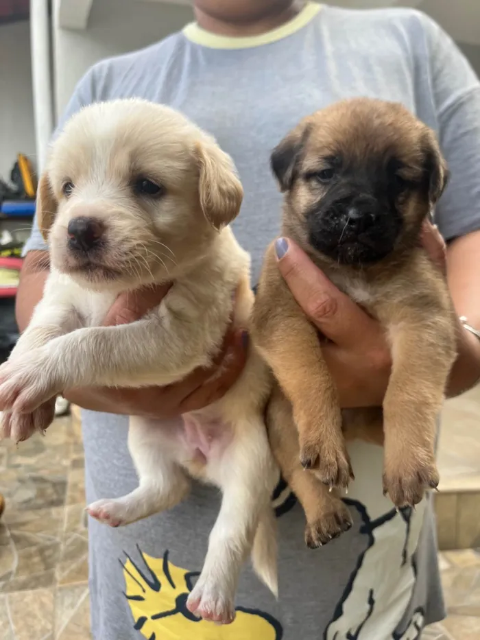 Cachorro ra a SRD-ViraLata idade Abaixo de 2 meses nome SEM NOMES