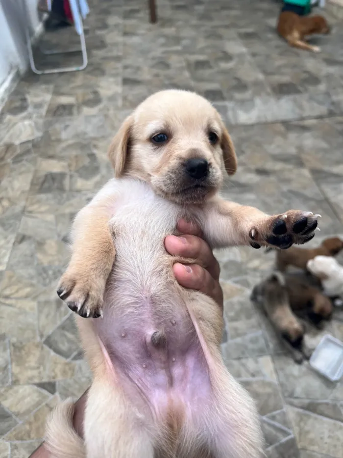 Cachorro ra a SRD-ViraLata idade Abaixo de 2 meses nome SEM NOMES