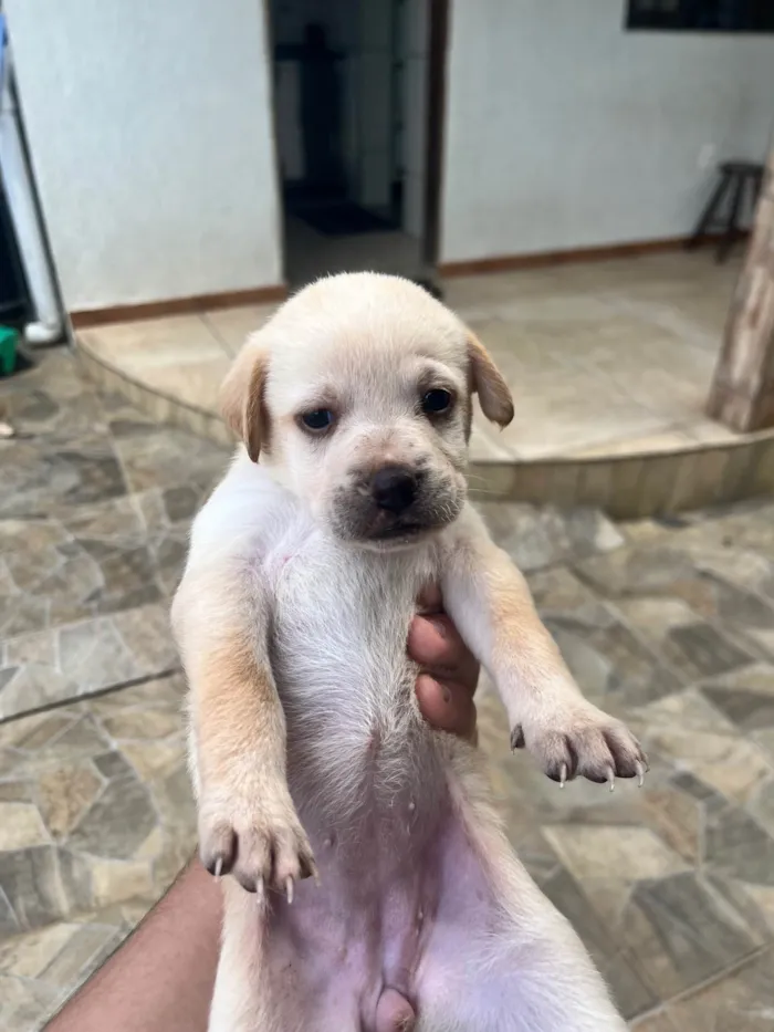 Cachorro ra a SRD-ViraLata idade Abaixo de 2 meses nome SEM NOMES