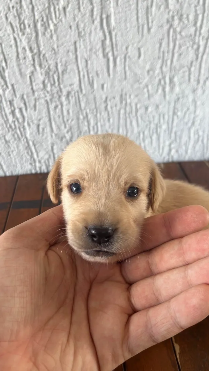 Cachorro ra a SRD-ViraLata idade Abaixo de 2 meses nome SEM NOMES