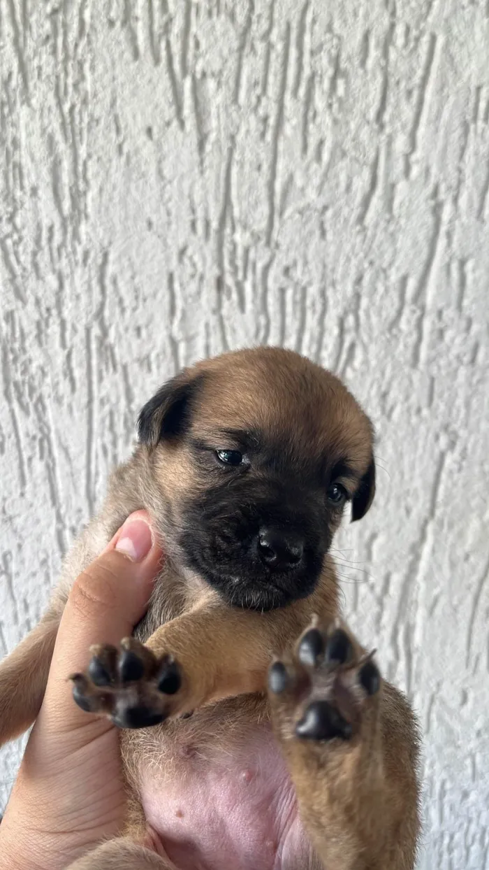 Cachorro ra a SRD-ViraLata idade Abaixo de 2 meses nome SEM NOMES
