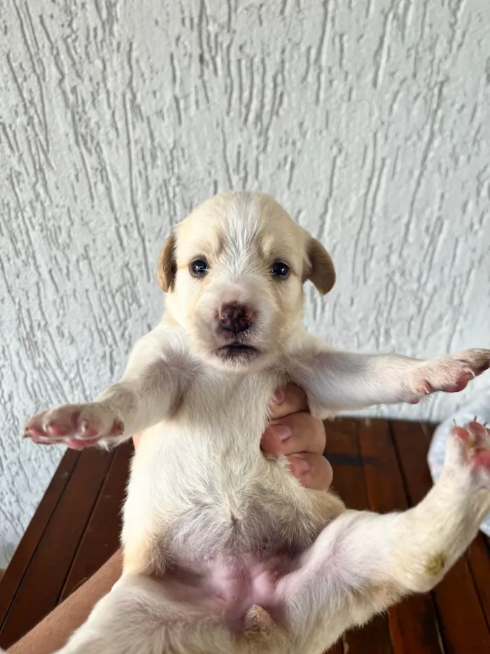 Cachorro ra a SRD-ViraLata idade Abaixo de 2 meses nome SEM NOMES